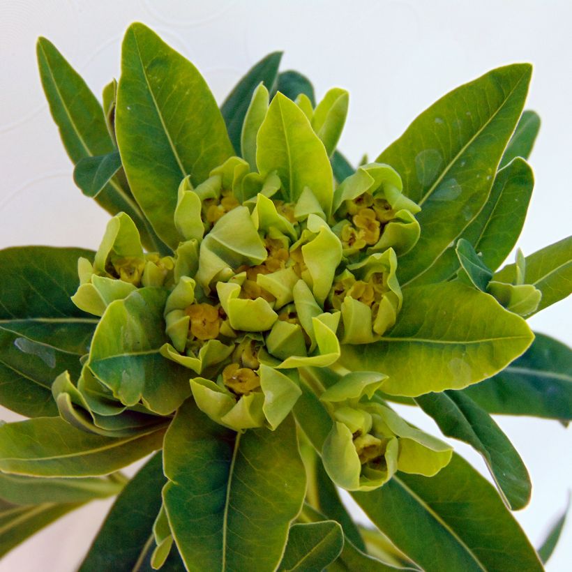 Euphorbia palustris - Sumpf-Wolfsmilch (Flowering)