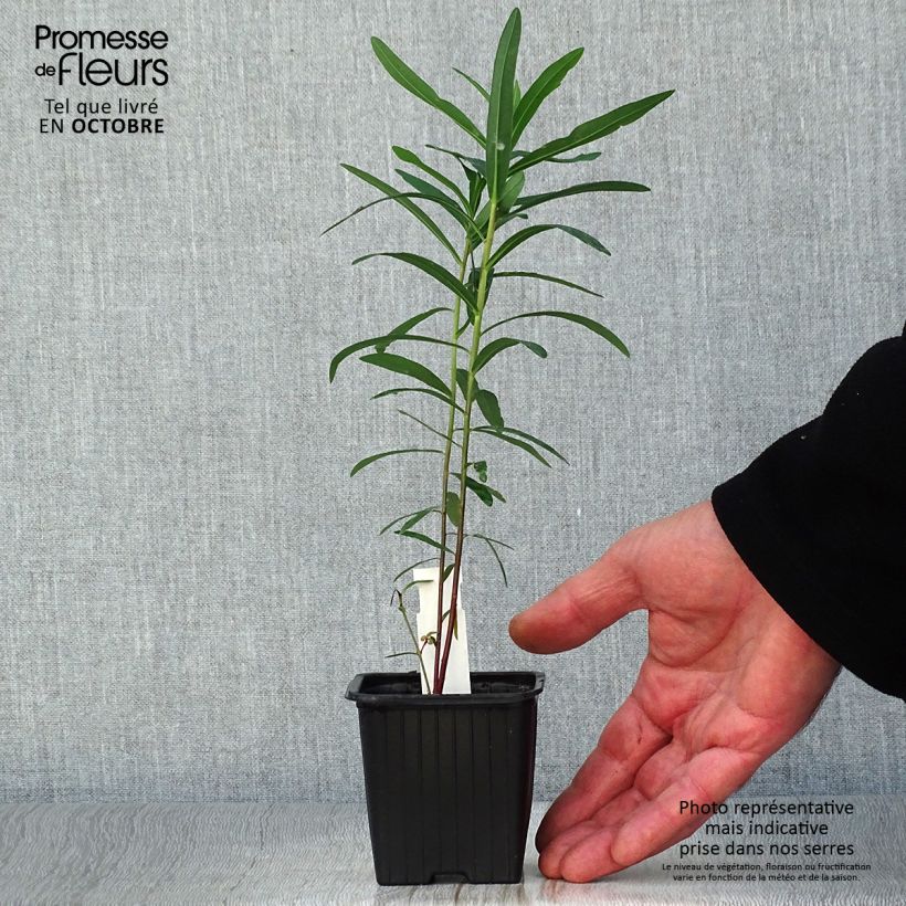 Example of Euphorbia palustris - Sumpf-Wolfsmilch Kleine Töpfe von 8/9 cm as you get in automne