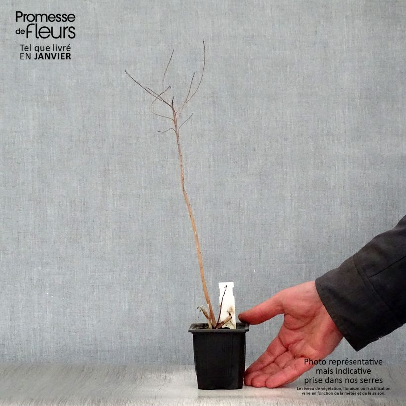 Exemplar von Euphorbia palustris - Sumpf-Wolfsmilch Kleine Töpfe von 8/9 cm wie im Winter geliefert