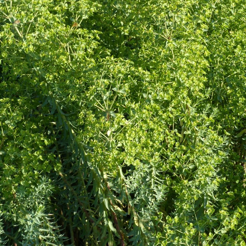 Euphorbia pithyusa subsp. cupanii Ponte Leccia - Sardische Wolfsmilch (Flowering)