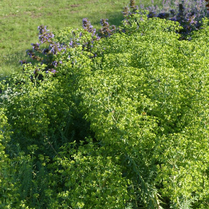 Euphorbia pithyusa subsp. cupanii Ponte Leccia - Sardische Wolfsmilch (Plant habit)