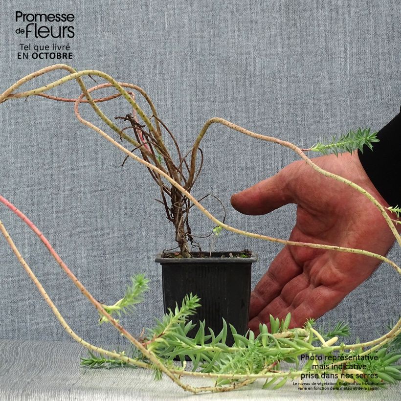 Example of Euphorbia pithyusa subsp. cupanii Ponte Leccia - Sardische Wolfsmilch Kleine Töpfe von 8/9 cm as you get in automne