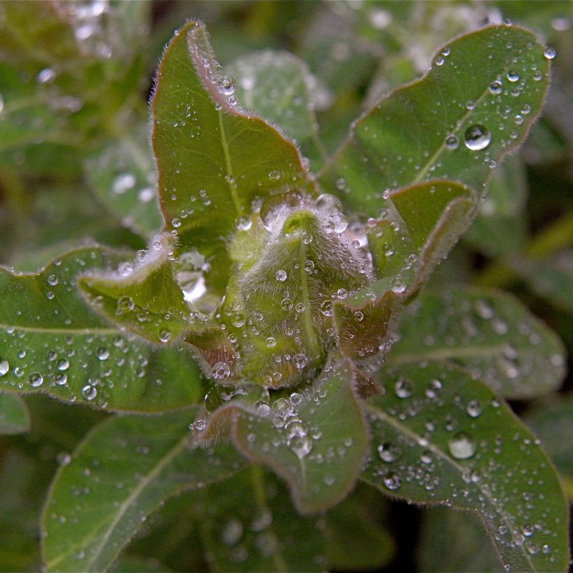 Euphorbia polychroma - Gold-Wolfsmilch (Foliage)