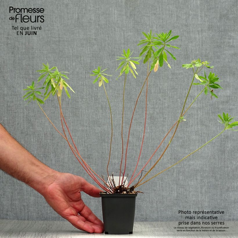 Exemplar von Euphorbia polychroma - Gold-Wolfsmilch Kleine Töpfe von 8/9 cm wie im Sommer geliefert