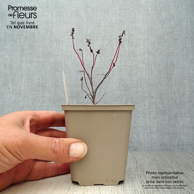 Example of Euphorbia polychroma Purpurea - Gold-Wolfsmilch Kleine Töpfe von 8/9 cm as you get in automne