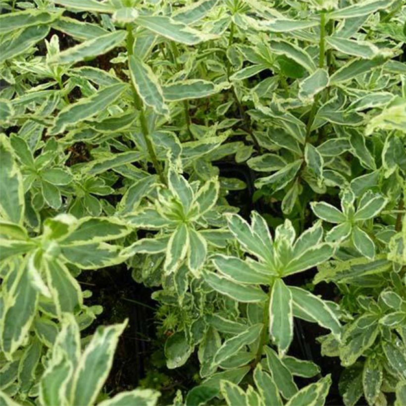 Euphorbia polychroma Variegata - Gold-Wolfsmilch (Foliage)