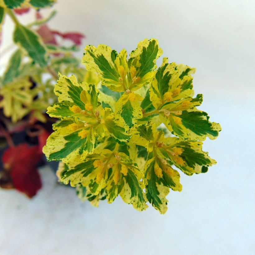 Euphorbia polychroma Variegata - Gold-Wolfsmilch (Flowering)