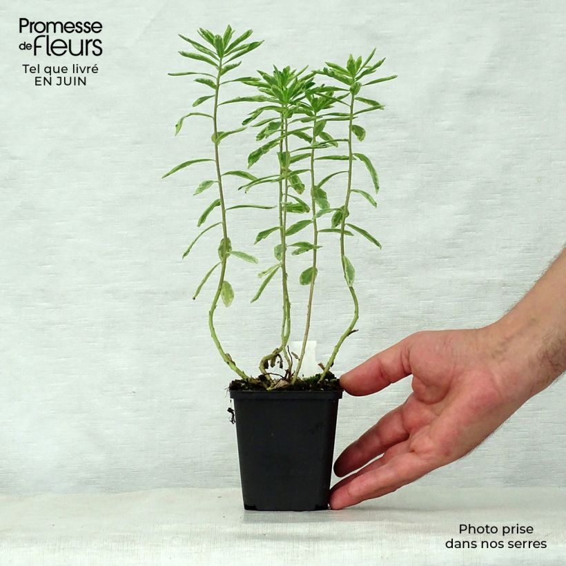 Example of Euphorbia polychroma Variegata - Gold-Wolfsmilch Kleine Töpfe von 8/9 cm as you get in ete
