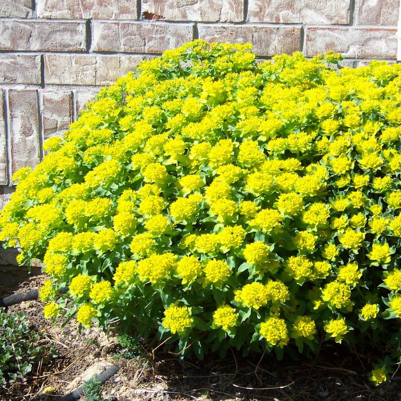 Euphorbia polychroma Major - Gold-Wolfsmilch (Plant habit)