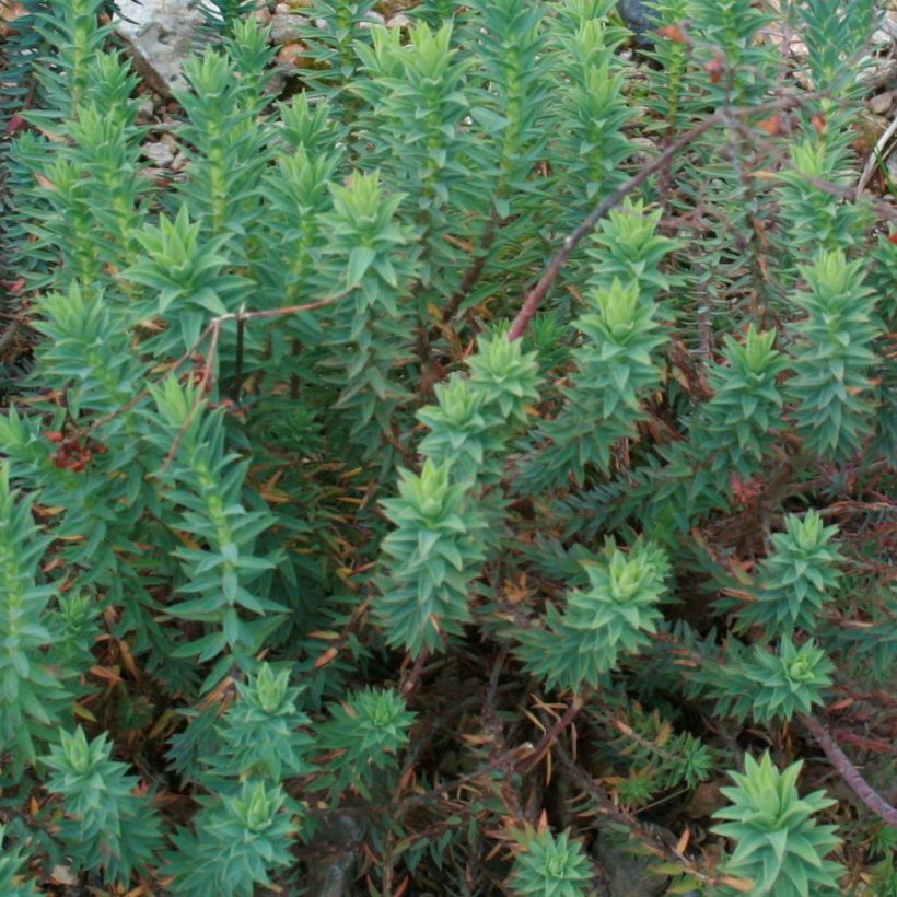 Euphorbia pithyusa - Pithyusen-Wolfsmilch (Foliage)