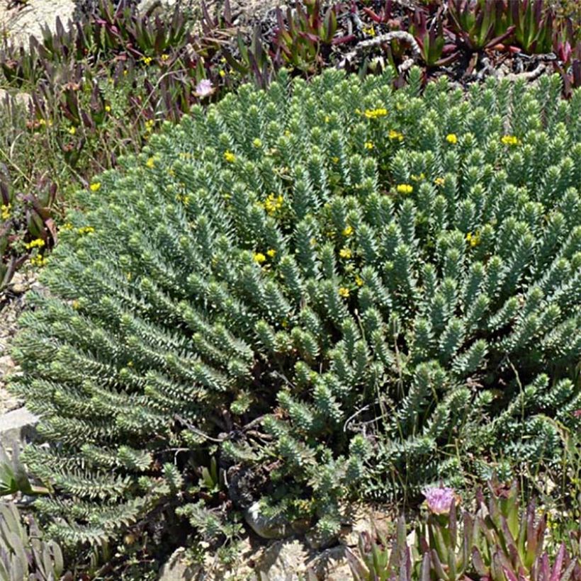 Euphorbia pithyusa - Pithyusen-Wolfsmilch (Plant habit)