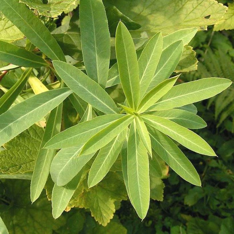 Euphorbia sarawschanica - Wolfsmilch (Foliage)