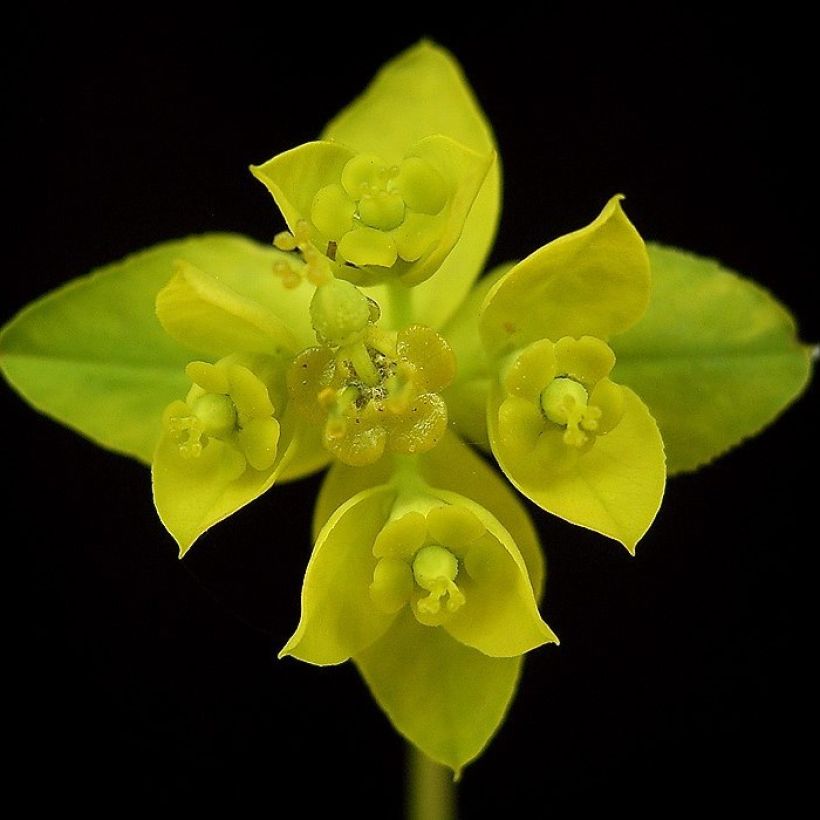 Euphorbia sarawschanica - Wolfsmilch (Flowering)
