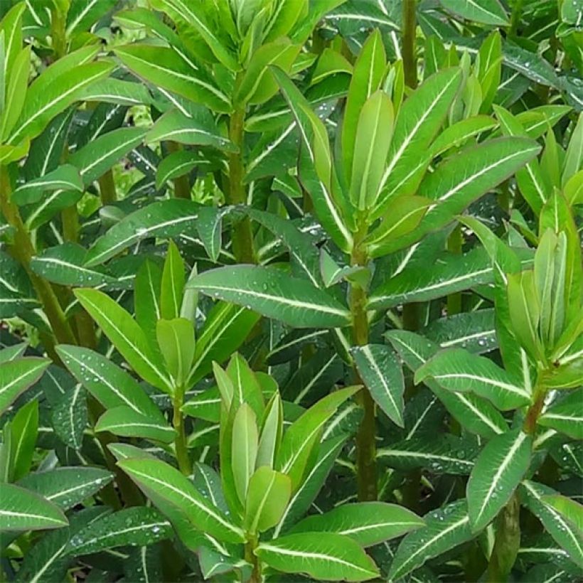 Euphorbia schillingii - Wolfsmilch (Foliage)