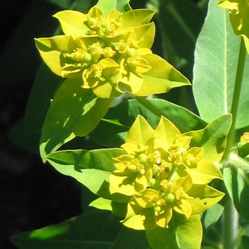 Euphorbia schillingii - Wolfsmilch (Flowering)