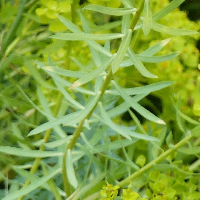 Euphorbia seguieriana subsp. niciciana - Steppen-Wolfsmilch (Foliage)