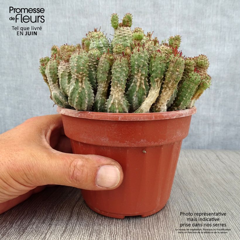 Example of Euphorbia submammillaris - Wolfsmilch Topf 12 cm / 13 cm as you get in ete