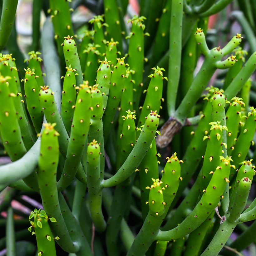 Bleistiftstrauch - Euphorbia tirucalli (Foliage)