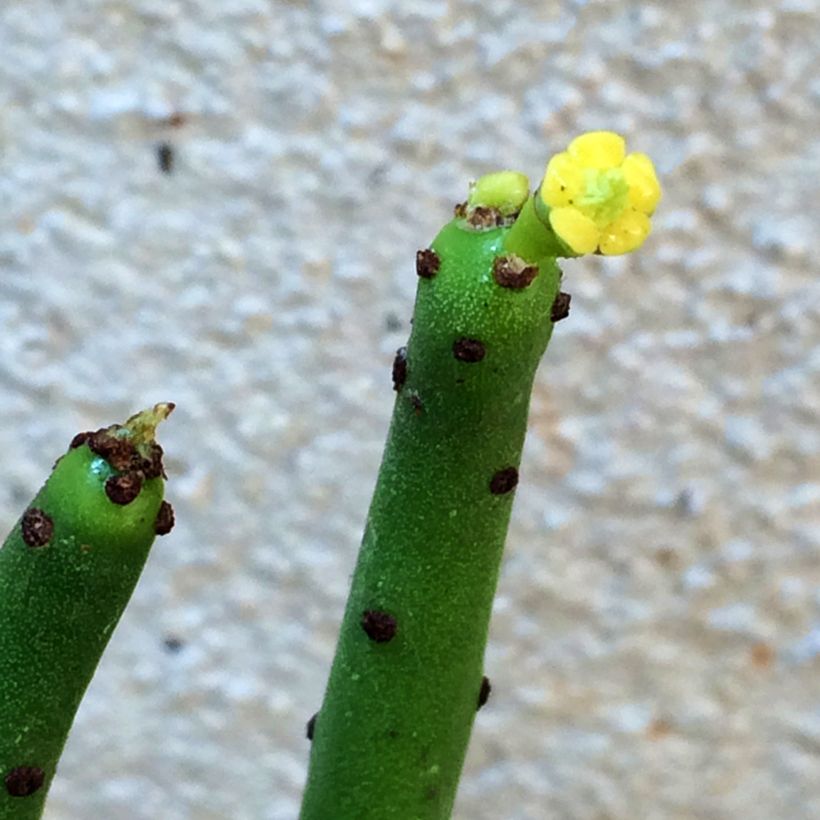Bleistiftstrauch - Euphorbia tirucalli (Flowering)