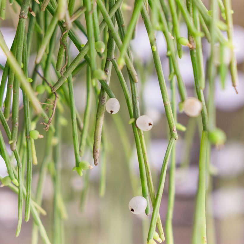 Bleistiftstrauch - Euphorbia tirucalli (Harvest)