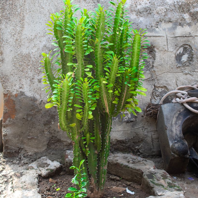 Euphorbia trigona (Plant habit)