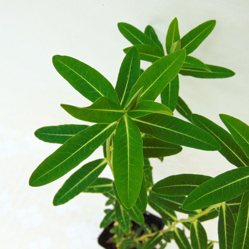 Euphorbia wallichii - Wallichs Wolfsmilch (Foliage)