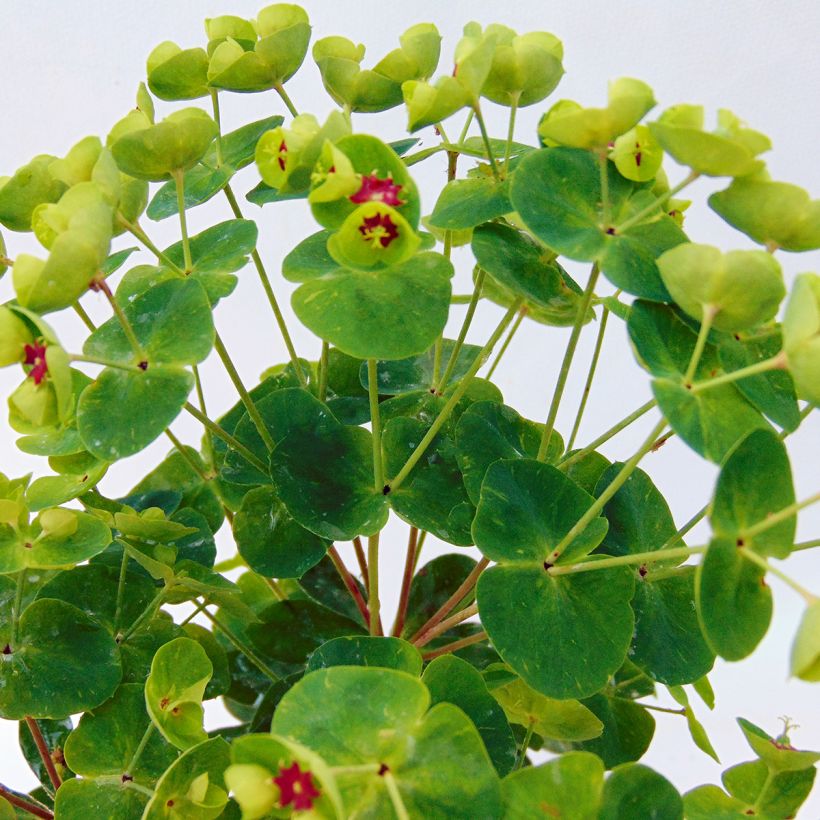 Euphorbia martinii Baby Charm - Busch-Wolfsmilch (Foliage)