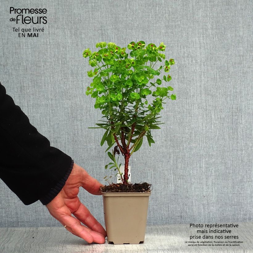 Exemplar von Euphorbia martinii Baby Charm - Busch-Wolfsmilch Kleine Töpfe von 8/9 cm wie im Frühjahr geliefert