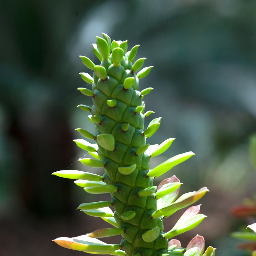 Euphorbia ritchiei (Laub)