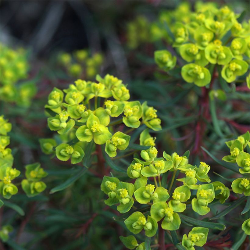 Euphorbia cyparissias Fens Ruby - Zypressen-Wolfsmilch (Flowering)