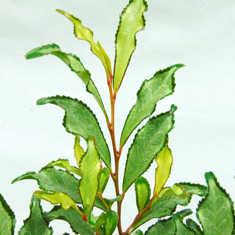 Eurya japonica Moutiers - Sperrstrauch (Foliage)