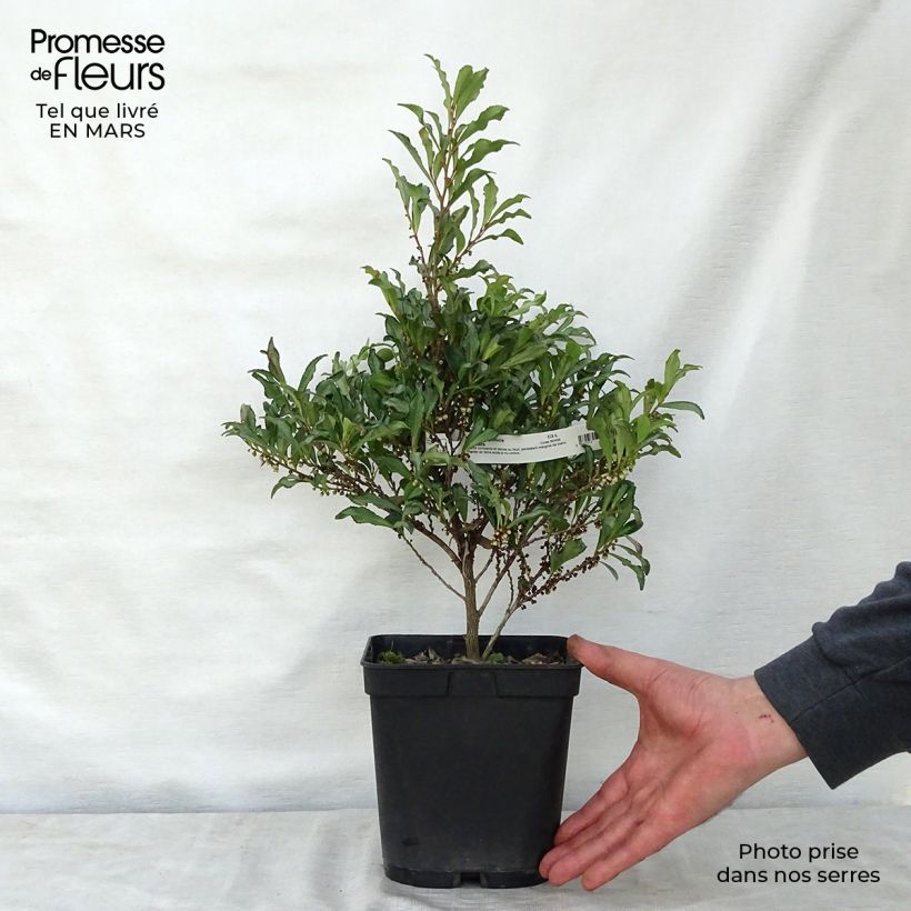 Example of Eurya japonica Moutiers - Sperrstrauch Topf mit 2L/3L as you get in printemps