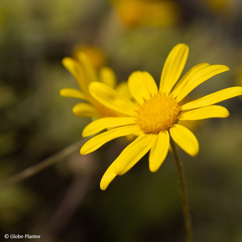 Euryops Infinity - Goldmargerite (Flowering)