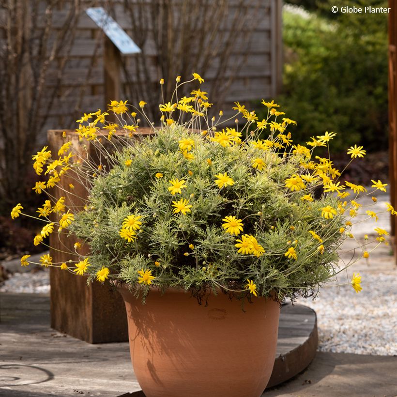 Euryops Infinity - Goldmargerite (Plant habit)