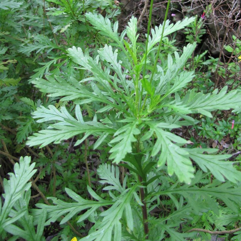 Euryops chrysanthemoides - Goldmargerite (Foliage)