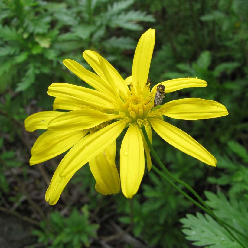 Euryops chrysanthemoides - Goldmargerite (Flowering)