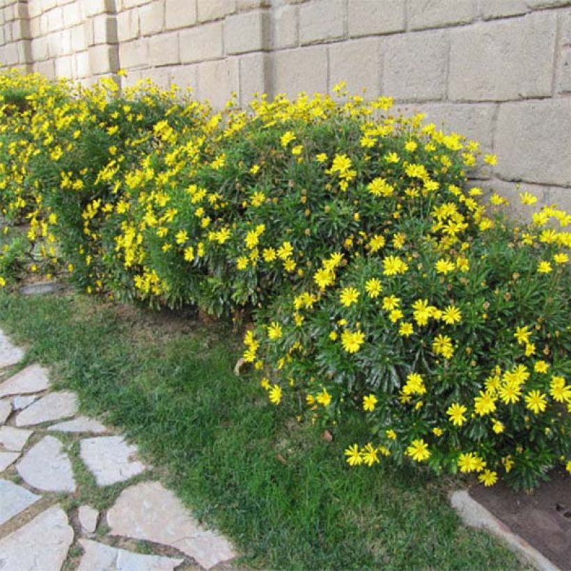 Euryops chrysanthemoides - Goldmargerite (Plant habit)