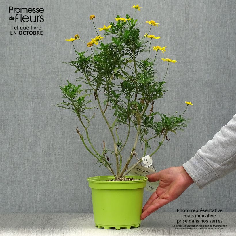 Example of Euryops chrysanthemoides - Goldmargerite Topf mit 2L/3L as you get in automne