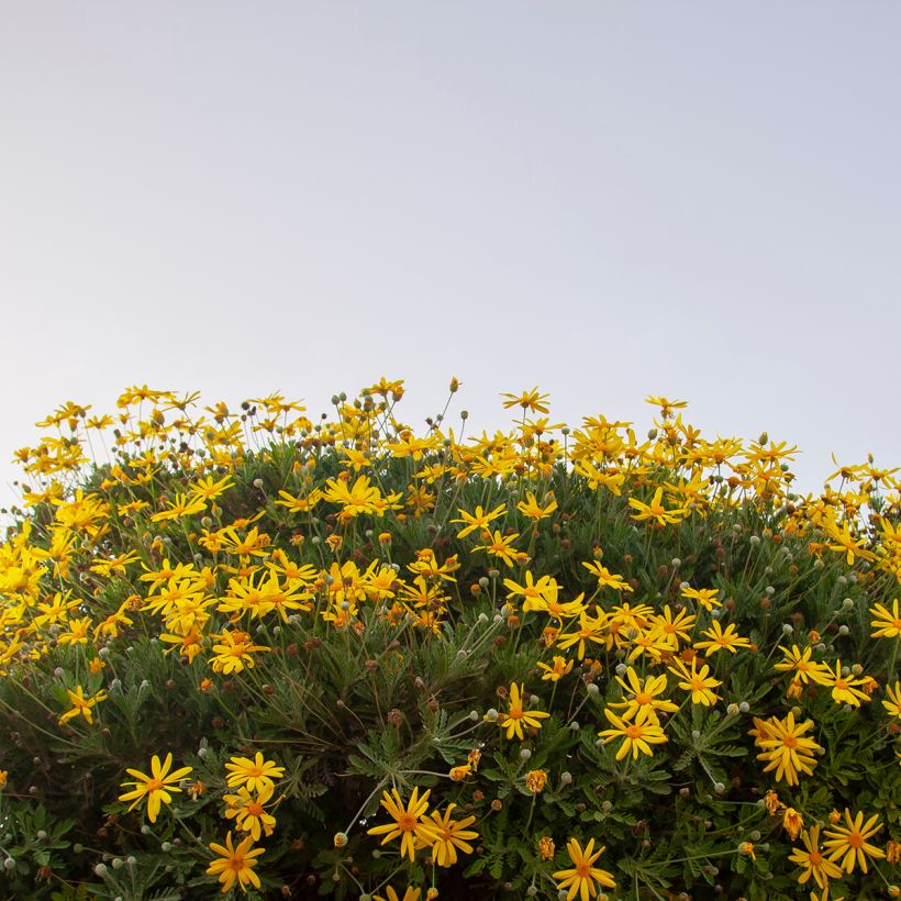 Euryops chrysanthemoides Sonnenschein - Goldmargerite (Plant habit)