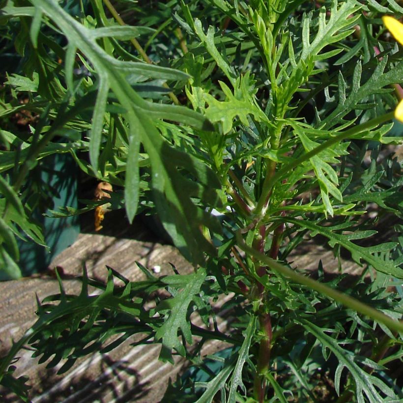 Euryops pectinatus - Goldmargerite (Foliage)