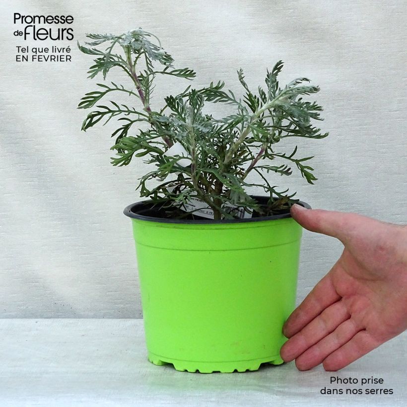 Exemplar von Euryops pectinatus - Goldmargerite Topf mit 2L/3L wie im Winter geliefert