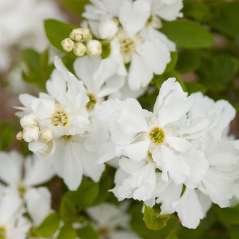 Prunkspiere Lotus Moon - Exochorda macrantha (Flowering)