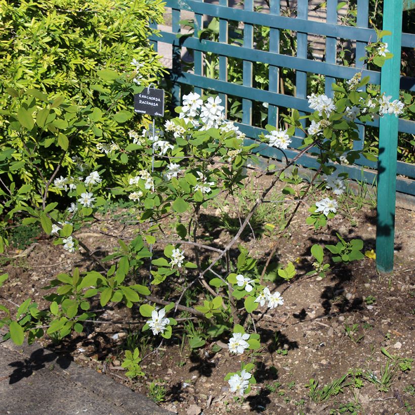 Prunkspiere Magical Springtime - Exochorda racemosa (Plant habit)