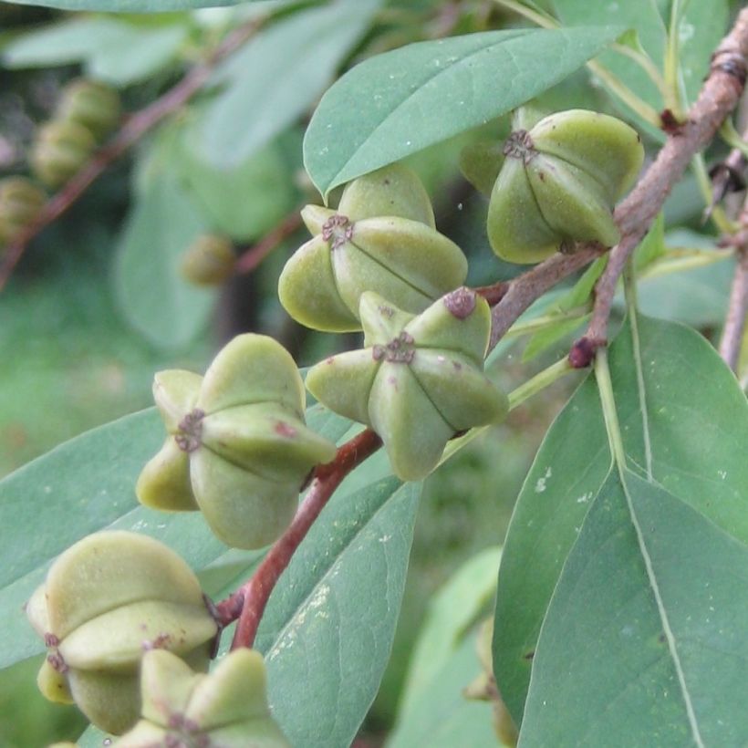 Prunkspiere Niagara - Exochorda racemosa (Harvest)