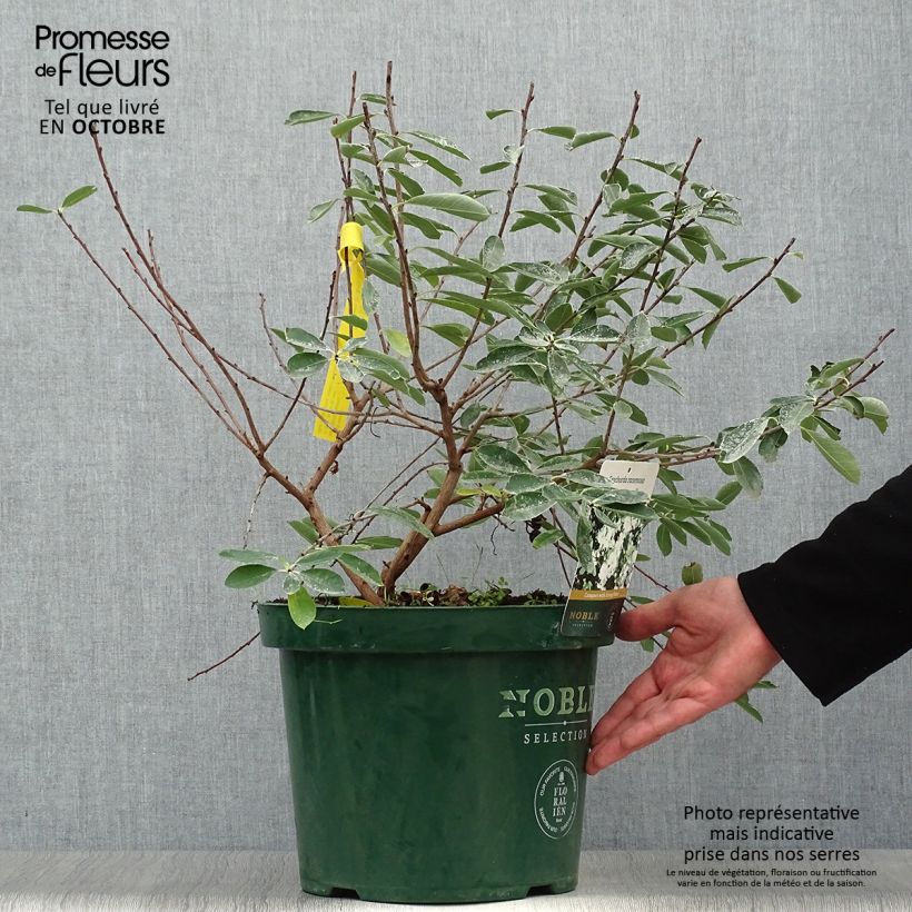 Example of Prunkspiere Niagara - Exochorda racemosa Topf mit 7,5L/10L as you get in automne