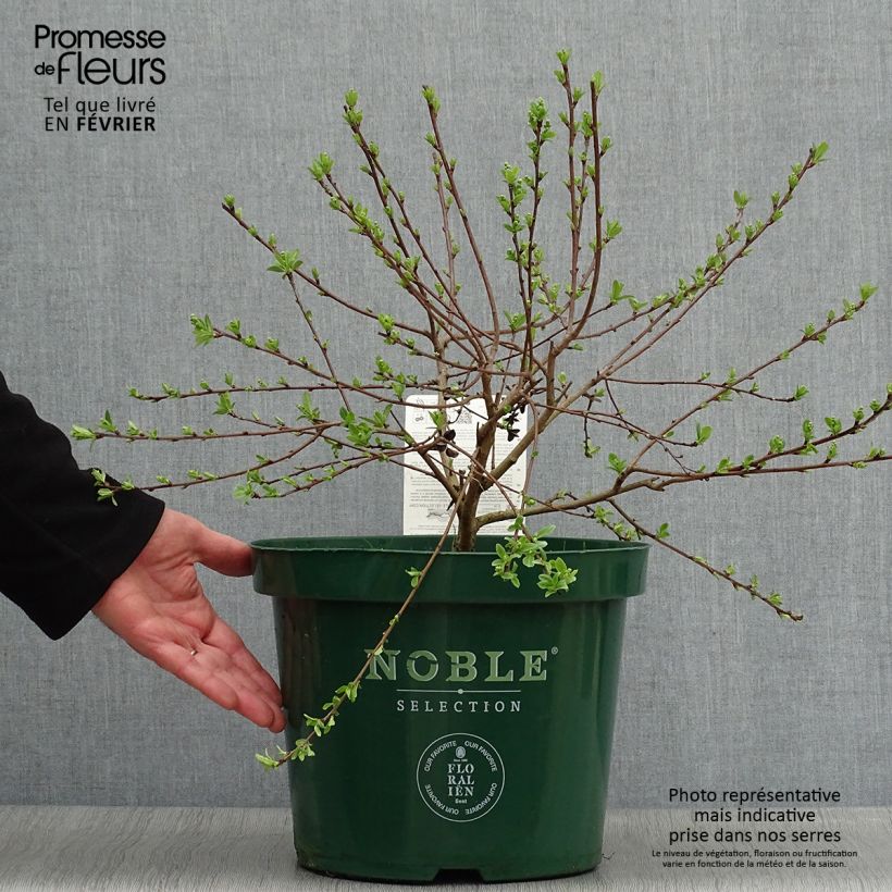 Exemplar von Prunkspiere Niagara - Exochorda racemosa Topf mit 7,5L/10L wie im Winter geliefert