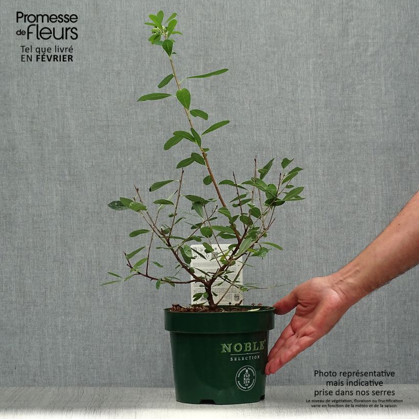 Example of Prunkspiere Niagara - Exochorda racemosa Topf mit 3L/4L as you get in automne