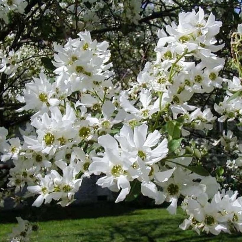 Prunkspiere Snow White - Exochorda serratifolia (Flowering)