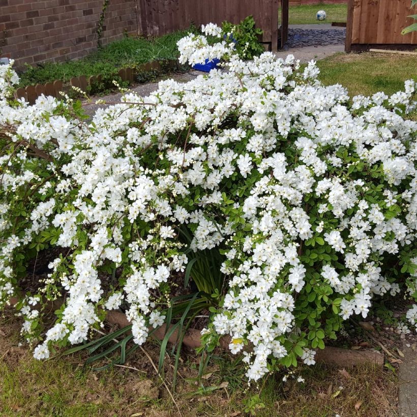 Prunkspiere Snow White - Exochorda serratifolia (Plant habit)