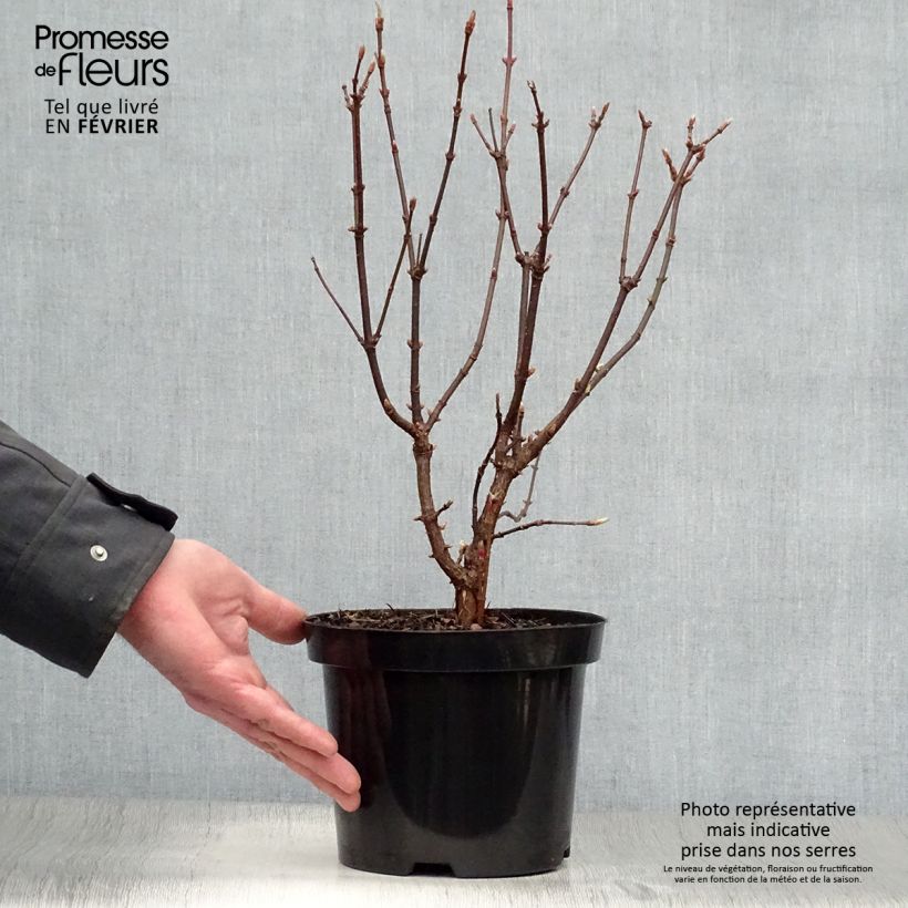 Example of Prunkspiere Snow White - Exochorda serratifolia Topf mit 2L/3L as you get in hiver